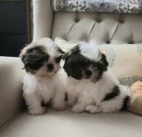 Shih Tzu Puppies for sale in Medina, OH 44256, USA. price: $700