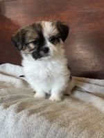 Shih Tzu Puppies for sale in Steger, Illinois. price: $1,500