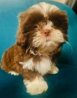 Shih Tzu Puppies for sale in Lutz, Florida. price: $800