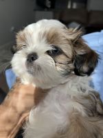 Shih Tzu Puppies for sale in Williamsburg, Virginia. price: $950