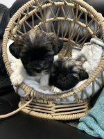 Shih Tzu Puppies for sale in Loganville, Georgia. price: $800