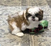 Shih Tzu Puppies for sale in Greenville, SC, USA. price: $2,600