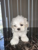 Shih Tzu Puppies for sale in Davenport, Florida. price: $950