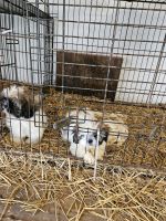 Shih Tzu Puppies for sale in Owosso, Michigan. price: $400