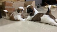 Shih Tzu Puppies for sale in Bangalore, Karnataka. price: 17,000 INR