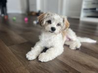 Shih Tzu Puppies for sale in Pittsburgh, Pennsylvania. price: NA