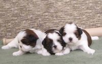 Shih Tzu Puppies for sale in Coimbatore, Tamil Nadu. price: 10,500 INR