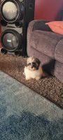 Shih Tzu Puppies for sale in Apple Valley, California. price: $400