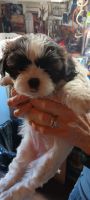 Shih Tzu Puppies for sale in Lucasville, Ohio. price: $600