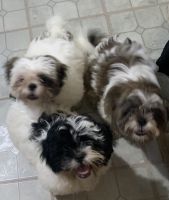 Shih Tzu Puppies for sale in North Port, Florida. price: $750
