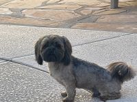 Shih Tzu Puppies for sale in Chandler, AZ 85286, USA. price: NA