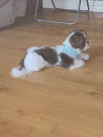 Shih Tzu Puppies for sale in Palm Bay, Florida. price: $650