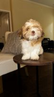 Shih Tzu Puppies for sale in Dallas, Texas. price: $1,700
