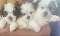 Shih Tzu Puppies for sale in Roanoke, Virginia. price: $800