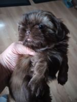 Shih Tzu Puppies for sale in Adams, MN 55909, USA. price: NA