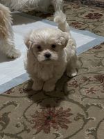 Shih Tzu Puppies for sale in Colorado Springs, CO, USA. price: $800