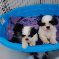 Shih Tzu Puppies for sale in Panama City, Florida. price: $600