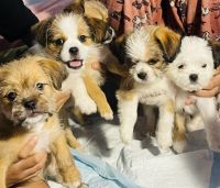 Shih Tzu Puppies for sale in Los Angeles, California. price: $450