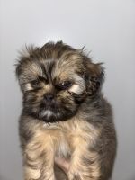 Shih Tzu Puppies for sale in Raleigh, NC, USA. price: $900