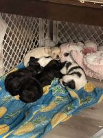 Shih Tzu Puppies for sale in Seneca, Missouri. price: $350