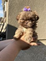 Shih Tzu Puppies for sale in Perris, California. price: $1,500