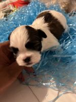 Shih Tzu Puppies for sale in Clarksville, Tennessee. price: $65,000