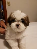 Shih Tzu Puppies for sale in Quincy, Massachusetts. price: $1,600