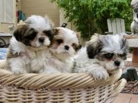 Shih Tzu Puppies for sale in Scottsdale, AZ 85251, USA. price: $2,200