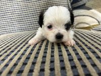 Shih Tzu Puppies for sale in Atlanta, Georgia. price: $600
