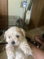 Shih Tzu Puppies for sale in New York City, New York. price: $500