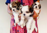 Shih Tzu Puppies for sale in Coimbatore, Tamil Nadu. price: 10,000 INR