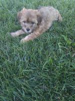 Shorkie Puppies for sale in Appleton, WI, USA. price: NA