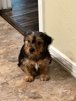 Shorkie Puppies for sale in San Antonio, TX, USA. price: NA