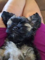 Shorkie Puppies for sale in Albuquerque, NM, USA. price: NA