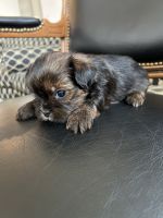 Shorkie Puppies for sale in Las Vegas, NV, USA. price: NA