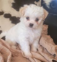Shorkie Puppies for sale in Livingston, TX 77351, USA. price: NA