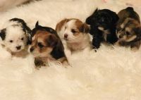 Shorkie Puppies for sale in Princeton, MN 55371, USA. price: NA