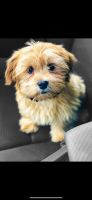 Shorkie Puppies for sale in Harrisburg, PA, USA. price: NA