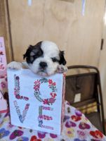 Shorkie Puppies for sale in Valley Home, CA 95361, USA. price: NA