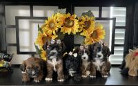 Shorkie Puppies for sale in Corona, CA, USA. price: NA
