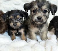 Shorkie Puppies for sale in Houston, TX, USA. price: NA