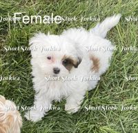 Shorkie Puppies for sale in Yakima, WA, USA. price: NA