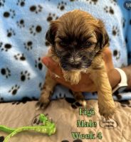 Shorkie Puppies for sale in Columbus, OH, USA. price: NA