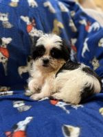 Shorkie Puppies for sale in Alma, GA 31510, USA. price: NA