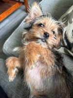 Shorkie Puppies for sale in Great Falls, VA, USA. price: $300