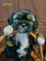 Shorkie Puppies for sale in Charleston, WV, USA. price: $800