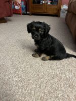 Shorkie Puppies for sale in Akron, OH, USA. price: $500