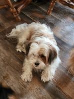 Shorkie Puppies for sale in Metter, GA 30439, USA. price: $300