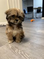 Shorkie Puppies for sale in Greensboro, NC, USA. price: $800
