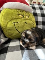 Shorkie Puppies for sale in Charlotte, NC, USA. price: NA